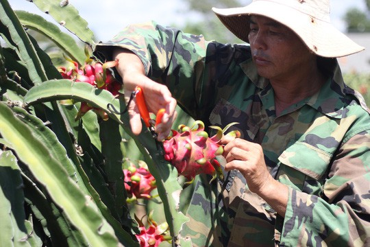 Thanh long rớt giá thảm hại, 2.000 đồng/kg vẫn không có người mua - Ảnh 1.