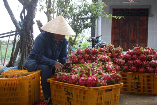 Thanh long rớt giá thảm hại, 2.000 đồng/kg vẫn không có người mua - Ảnh 4.