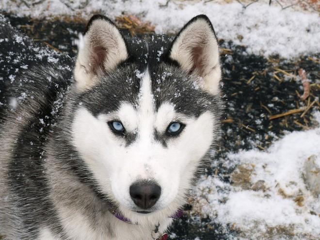 Kiểm tra 6.070 con chó Husky, giới khoa học đã hiểu vì sao mắt chúng có màu xanh  - Ảnh 4.