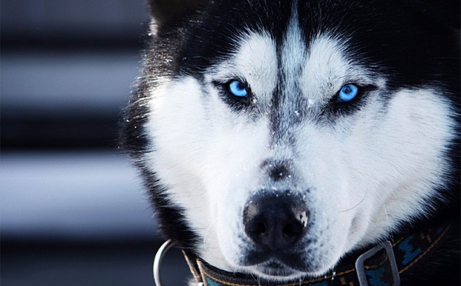 Kiểm tra 6.070 con chó Husky, giới khoa học đã hiểu vì sao mắt chúng có màu xanh  - Ảnh 1.