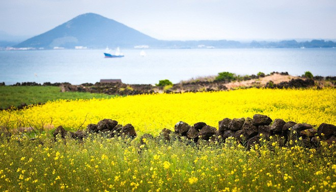 Du khách Trung Quốc đổ xô đến đảo Jeju (Hàn Quốc) chỉ để... thi bằng lái xe - Ảnh 1.