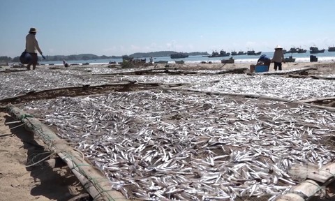 Quảng Ngãi: Ngư dân trúng trăm triệu sau một đêm đánh bắt cá cơm - Ảnh 3.