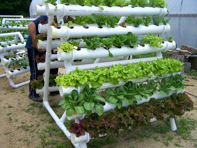 Mách bạn cách trồng rau xanh ngay trong nhà phố mà vẫn đảm bảo chất lượng và số lượng - Ảnh 3.
