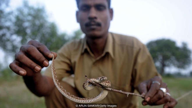 Tộc người rắn kỳ lạ tại Ấn Độ: Ngành nghề độc đáo nhưng bị kỳ thị tại chính quê hương của mình - Ảnh 3.