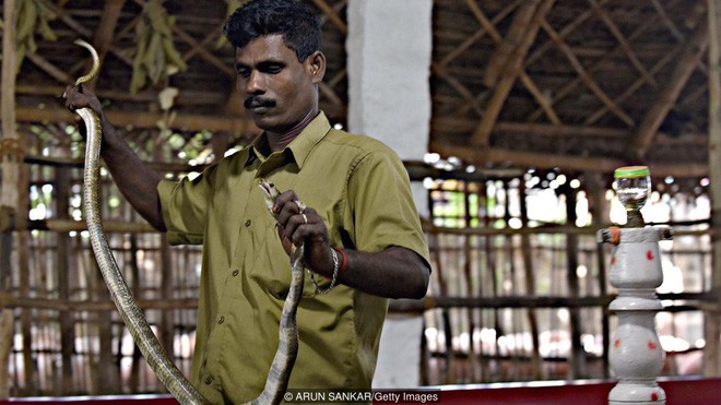 Tộc người rắn kỳ lạ tại Ấn Độ: Ngành nghề độc đáo nhưng bị kỳ thị tại chính quê hương của mình - Ảnh 6.