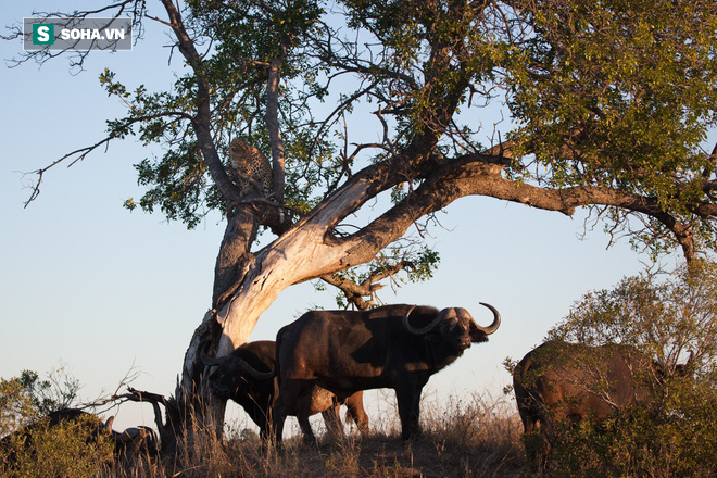 Báo hoa run rẩy sợ hãi, phải trốn trên cây khi trâu rừng liên tục manh động phía dưới - Ảnh 1. Báo hoa run rẩy sợ hãi, phải trốn trên cây khi trâu rừng liên tục manh động phía dưới - Ảnh 1.