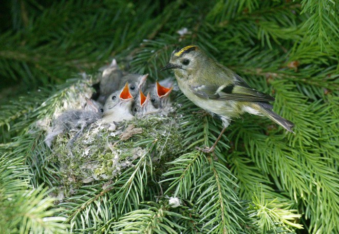Là thảm họa với con người, nhưng thế giới tự nhiên lại rất thích cháy rừng - Ảnh 11. Là thảm họa với con người, nhưng thế giới tự nhiên lại rất thích cháy rừng - Ảnh 11.