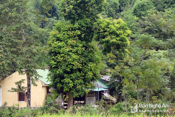 Dùng dao, búa cạy hạt rừng làm đặc sản tuyệt cú mèo của người vùng cao - Ảnh 1.