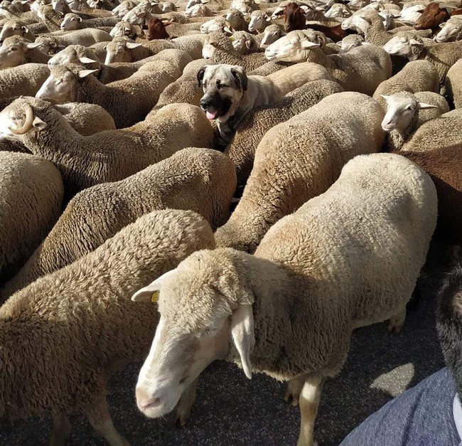 Những bức ảnh trông rất bình thường nhưng chỉ đến khi nhìn kĩ bạn mới giật mình kinh ngạc, có những ảnh còn khiến bạn thấy sợ hãi - Ảnh 9. Những bức ảnh trông rất bình thường nhưng chỉ đến khi nhìn kĩ bạn mới giật mình kinh ngạc, có những ảnh còn khiến bạn thấy sợ hãi - Ảnh 9.