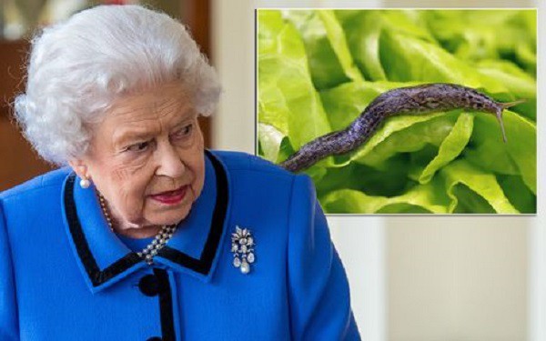 Đang ăn thì phát hiện ốc sên chết trong món salad, phản ứng của Nữ hoàng khiến đầu bếp hoàng gia tái xanh mặt - Ảnh 1.