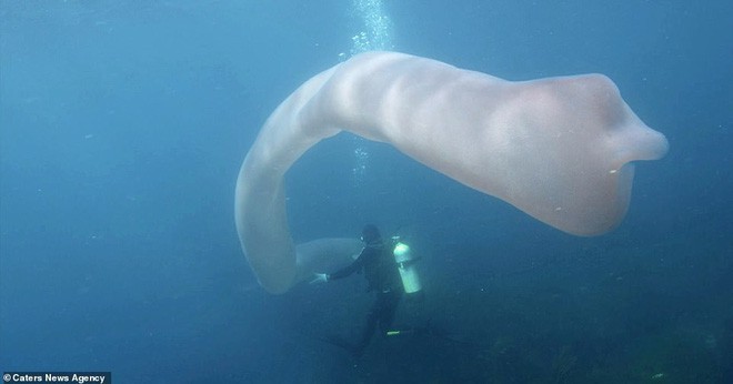 Tưởng giun biển khổng lồ dài đến 8m, nhưng sự thật đằng sau nó chắc chắn sẽ khiến bạn bất ngờ - Ảnh 4.