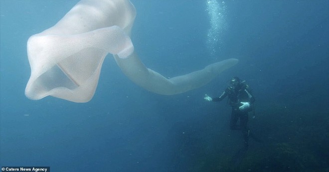 Tưởng giun biển khổng lồ dài đến 8m, nhưng sự thật đằng sau nó chắc chắn sẽ khiến bạn bất ngờ - Ảnh 7.