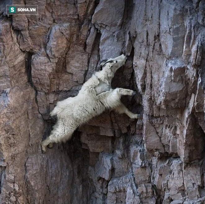 Từ leo núi đến trèo cây, không gì có thể làm khó những sinh vật bướng bỉnh này - Ảnh 1.