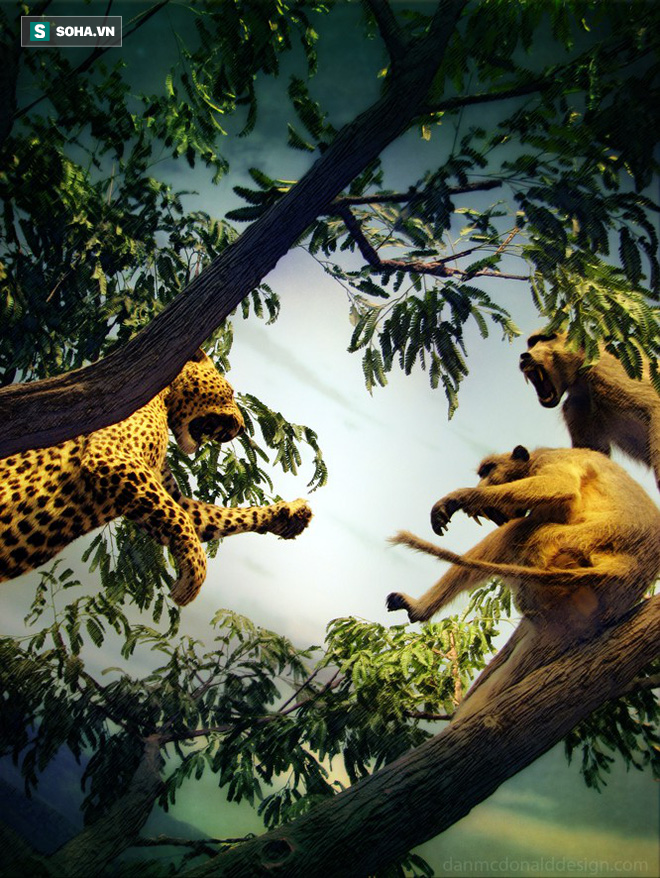 Báo hoa mai bị cả nhà khỉ đầu chó bao vây, tấn công ngay trên cây cao - Ảnh 1.