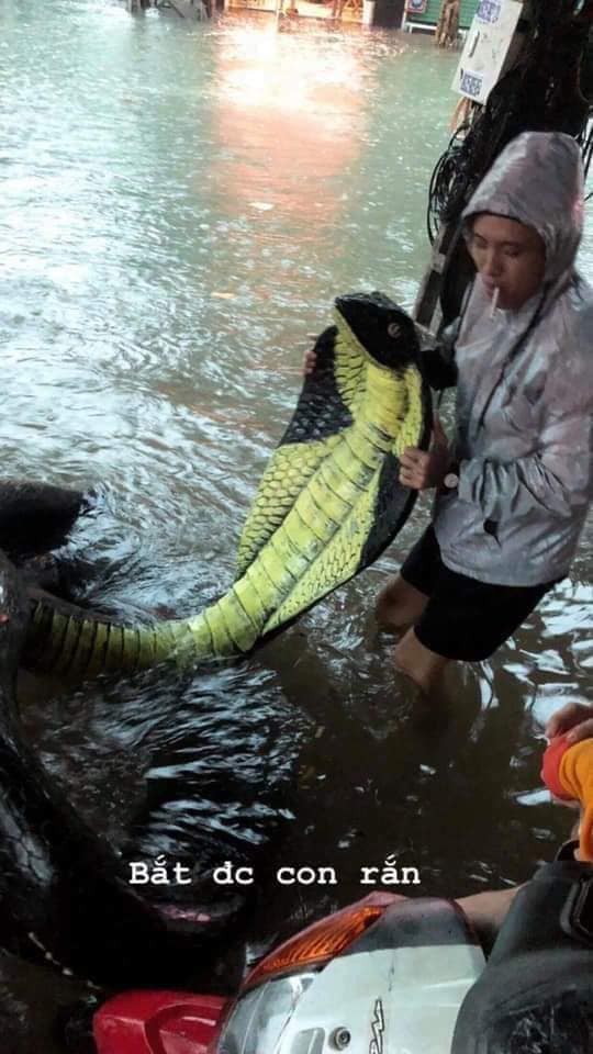 Hình ảnh rắn hổ mang xuất hiện trên đường phố Nha Trang khiến nhiều người kinh hãi - Ảnh 3.