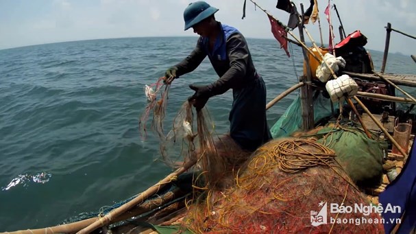 Ngư dân Nghệ An “săn” cá đục thu tiền triệu mỗi ngày - Ảnh 1.