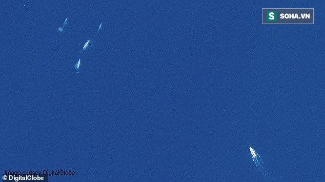 Bí mật công nghệ soi cá voi từ không gian: Cách 620km vẫn nhìn thấy rõ - Ảnh 1.