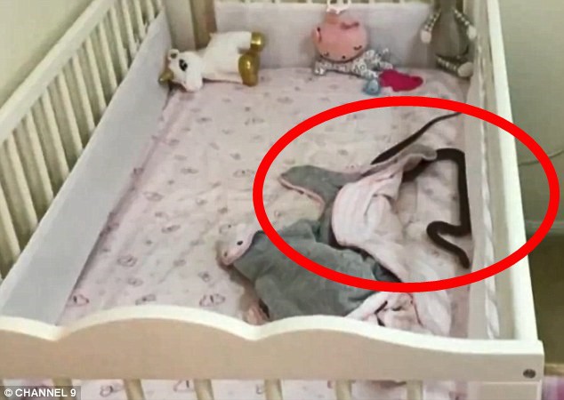 Theo dõi con ngủ qua video, mẹ phát hiện chấm đen lớn đang di chuyển trên người bé - Ảnh 6.