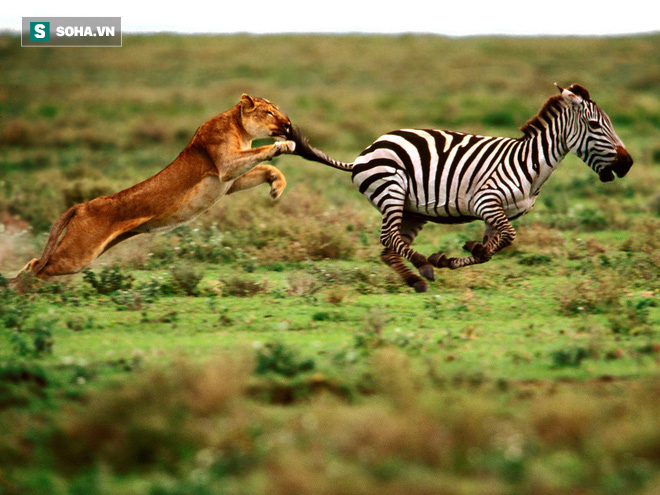 Đi săn chủ quan, sư tử không ngờ rằng mình sẽ bị kéo lê một cách thảm hại đến vậy - Ảnh 2.
