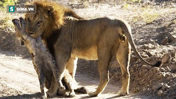 Đi lạc vào lãnh địa của địch, sư tử đơn độc bị 20 con linh cẩu thi nhau cắn xé - Ảnh 1.