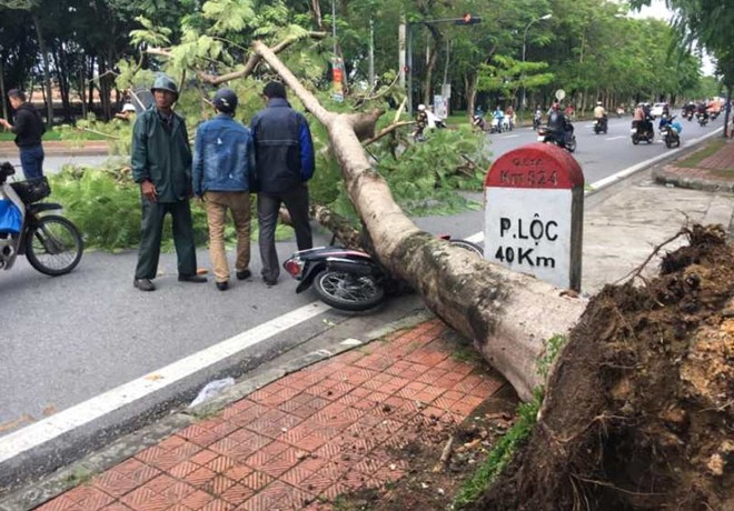 Tai nạn hy hữu khi cây phượng ven đường bỗng dưng bật gốc - Ảnh 1.