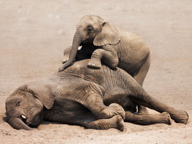 Voi châu Phi đang tiến hóa thành voi không ngà vì bị săn trộm quá nhiều - Ảnh 1.