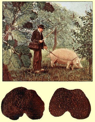Truffle - loại nấm đắt nhất thế giới, thần dược phòng the, kim cương đen của nền ẩm thực: 140 triệu/kg - Ảnh 12.
