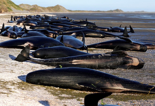 New Zealand: 145 con cá voi bất ngờ mắc cạn rồi nằm chết đầy bờ biển - Ảnh 2.