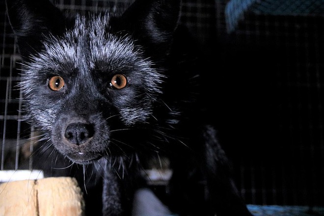 Trong trại nuôi cáo, chồn lấy lông ở Phần Lan: Những con vật xinh đẹp điên loạn cắn xé nhau, bị thương nhiễm trùng rồi nằm chờ chết - Ảnh 3.