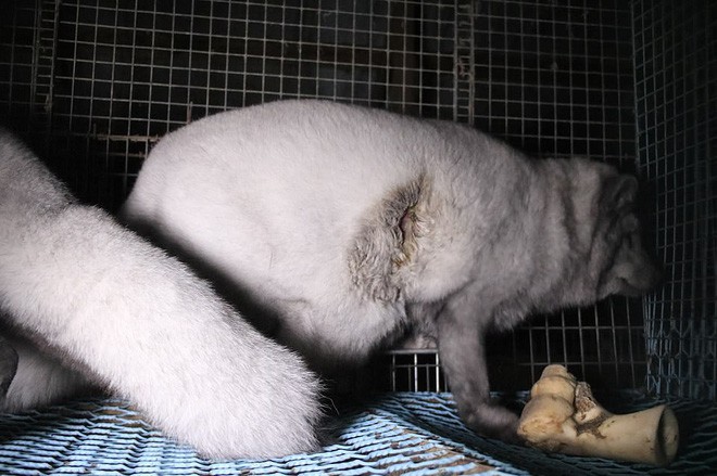 Trong trại nuôi cáo, chồn lấy lông ở Phần Lan: Những con vật xinh đẹp điên loạn cắn xé nhau, bị thương nhiễm trùng rồi nằm chờ chết - Ảnh 8.