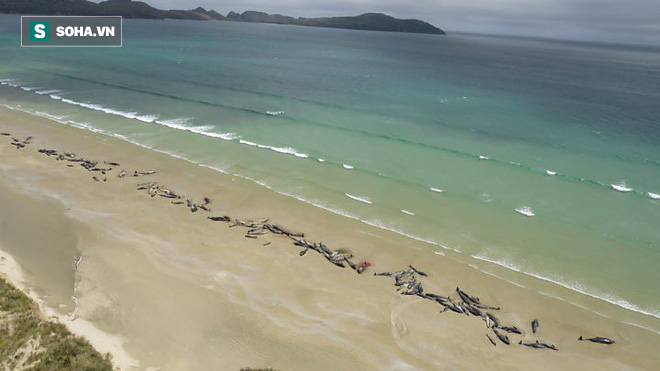 Cả trăm cá voi mắc cạn ở New Zealand: Nhà chức trách buộc phải đưa ra quyết định đau lòng - Ảnh 1.