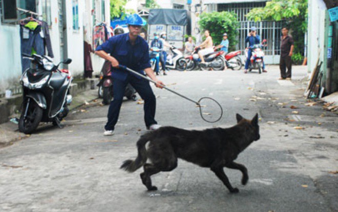 Đội săn bắt chó thả rông ở Hà Nội sẽ hoạt động vào đầu năm 2019 - Ảnh 1.
