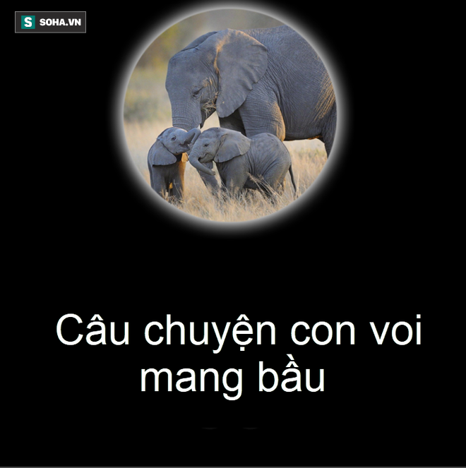 Câu chuyện qua ảnh: Voi và chó mang thai trong bao lâu? - Ảnh 1.