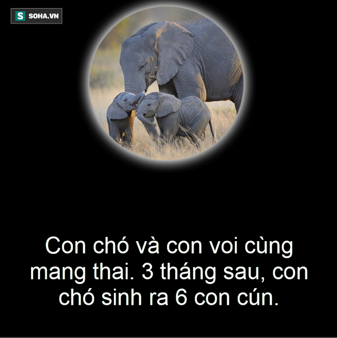 Câu chuyện qua ảnh: Voi và chó mang thai trong bao lâu? - Ảnh 2.