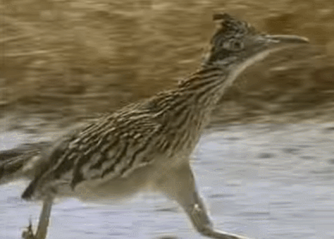 6 loài vật có khả năng thích nghi tuyệt vời nhất trong sa mạc khô cằn - Ảnh 12.