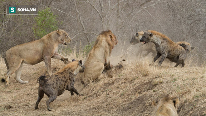 Sư tử đực co rúm vì bị 12 con linh cẩu bao vây và màn cứu giá ngoạn mục - Ảnh 1.