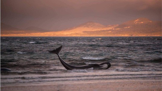 Nước mắt 145 con cá voi chết trên bờ biển New Zealand - Ảnh 2.