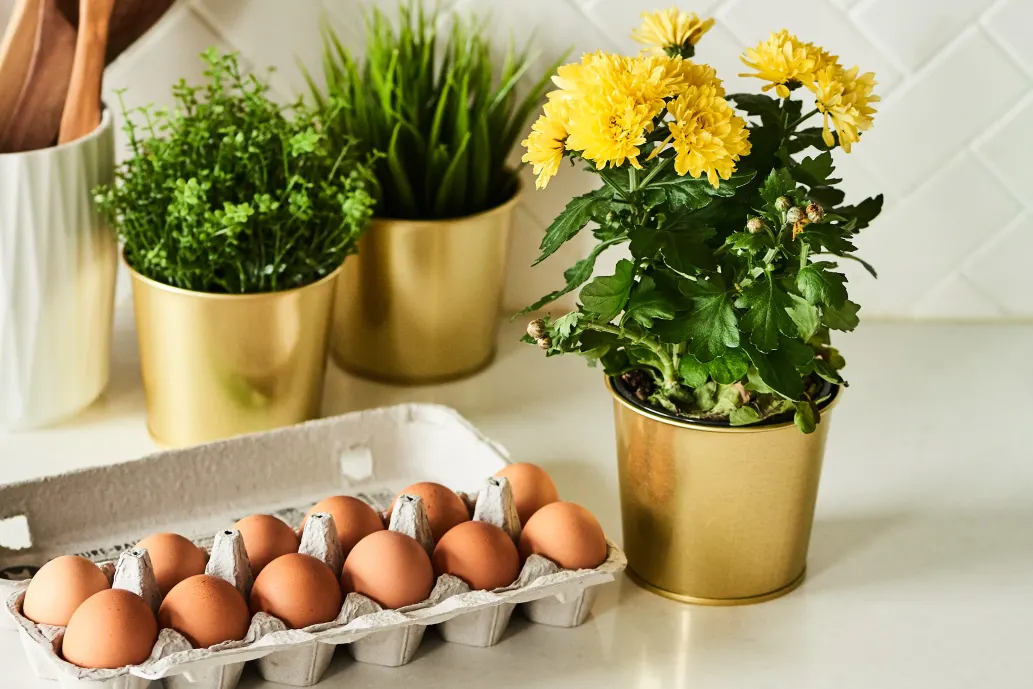 4 mẹo nhỏ từ vỏ trứng hiệu quả cho việc trồng cây cảnh trong nhà nhưng lại ít người biết - Ảnh 1.
