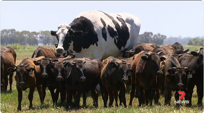 Sự thật ít người biết đằng sau con bò The Rock cao hơn mét 9 nặng gần tấn rưỡi đang gây bão cư dân mạng - Ảnh 1.