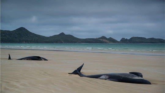 Nước mắt 145 con cá voi chết trên bờ biển New Zealand - Ảnh 7.