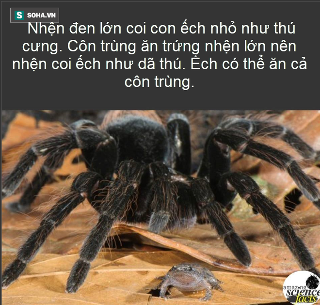 Sự thật thú vị: Loài vật nào lập công lớn trong việc gieo hàng triệu cây rừng? - Ảnh 1.