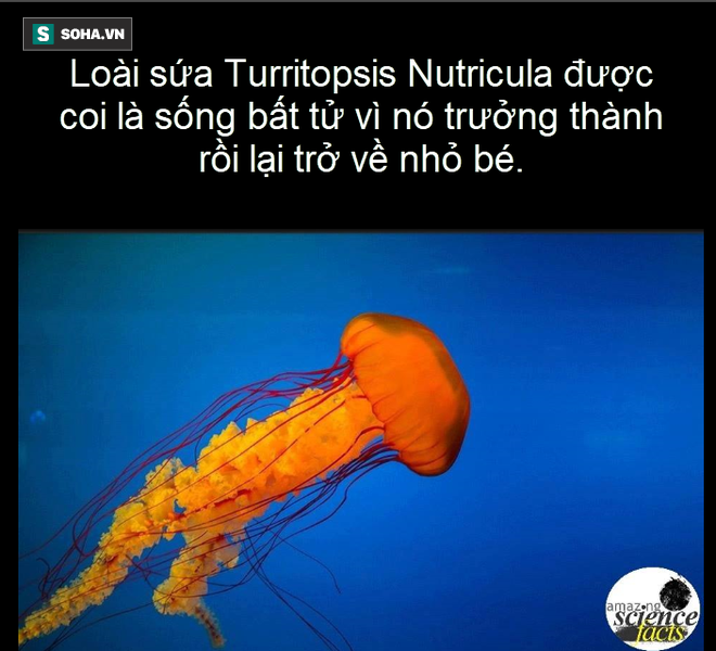 Sự thật thú vị: Sao biển không có não, tôm hùm có thể tự chuyển đổi giới tính - Ảnh 3.