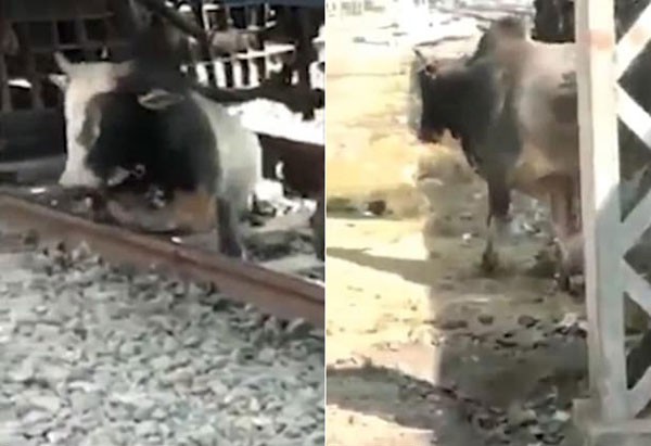 Nằm dưới đường ray xe lửa chạy qua, chú bò khéo léo luồn lách để thoát chết - Ảnh 2.