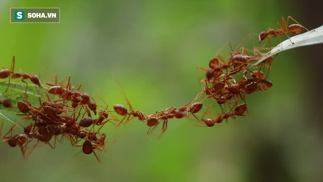 Xây cầu giữa không trung: Loài kiến đã thực hiện nhiệm vụ bất khả thi này như thế nào? - Ảnh 1.