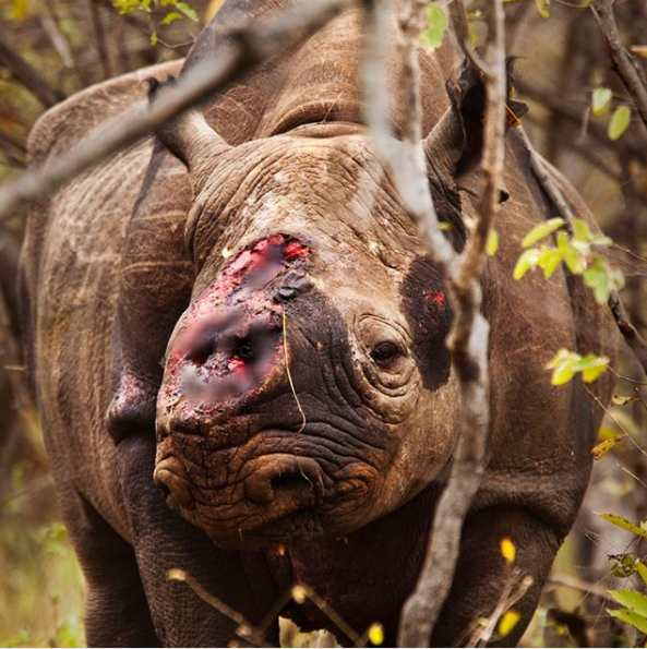 Bức ảnh Chú tê giác cụt sừng với đôi mắt buồn dậy sóng trên truyền thông quốc tế và câu chuyện đau lòng phía sau - Ảnh 2.