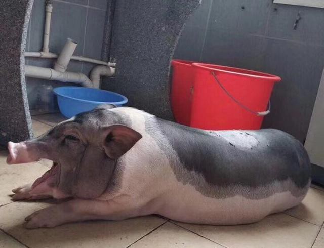 Trung Quốc: Sinh viên lén nuôi lợn cảnh mini trong kí túc xá, ai ngờ càng nuôi nó càng to như lợn thịt khiến chủ không biết giải quyết sao - Ảnh 3.