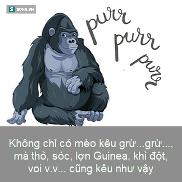 Sự thật thú vị: Bác sĩ thú y phải điều trị cho cả chó say rượu - Ảnh 4.