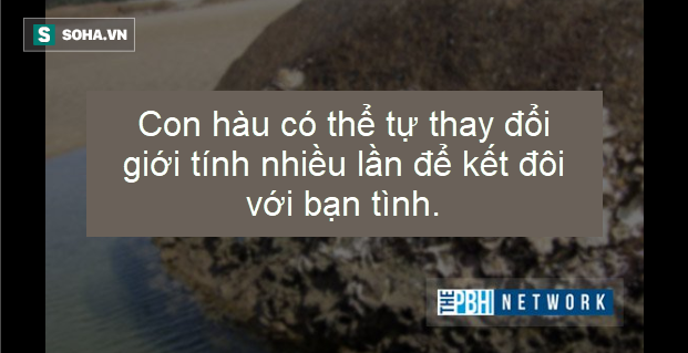 Ác quỷ đại dương: Trái Đất tồn tại một sinh vật có ba tim và máu màu xanh - Ảnh 5.