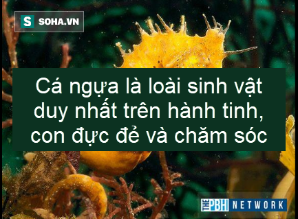 Sự thật thú vị: Đây là sinh vật có trước khủng long, và nó vẫn tồn tại đến tận ngày nay - Ảnh 2.