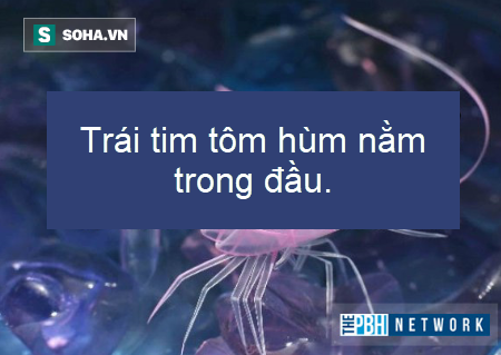 Sự thật thú vị: Đây là sinh vật có trước khủng long, và nó vẫn tồn tại đến tận ngày nay - Ảnh 4.